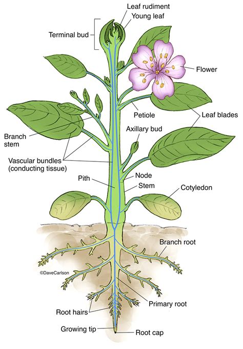 vascular plant意思|Vascular plant